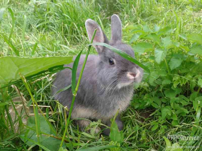 Zakrslý bílopesíkatý modrý - foto 1