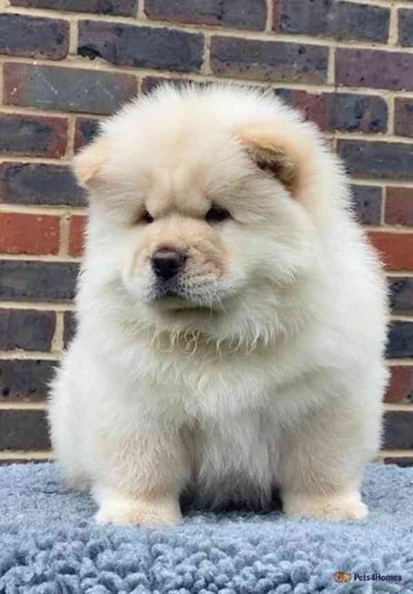 Štěňata Chow Chow jsou ihned k dispozici - foto 1