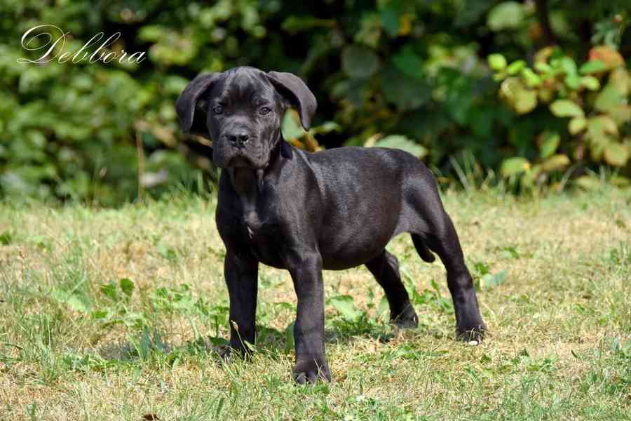 Cane Corso štěňátka s PP FCI - přátelská cena - foto 3