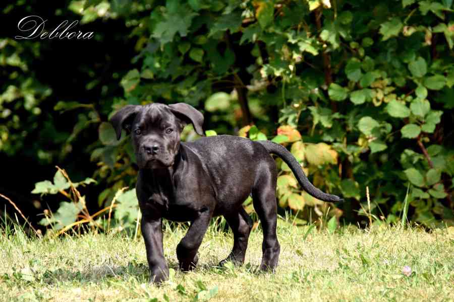 Cane Corso štěňátka s PP FCI - přátelská cena - foto 2