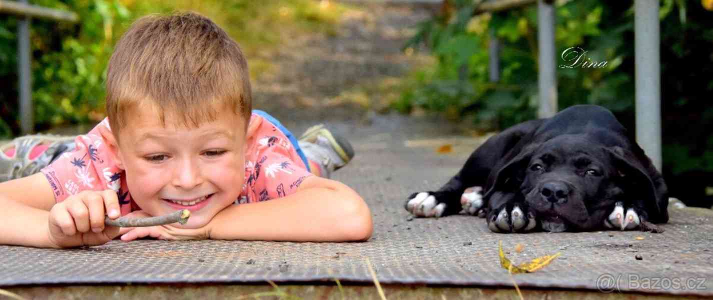 Cane Corso štěňátka s PP FCI - přátelská cena - foto 13