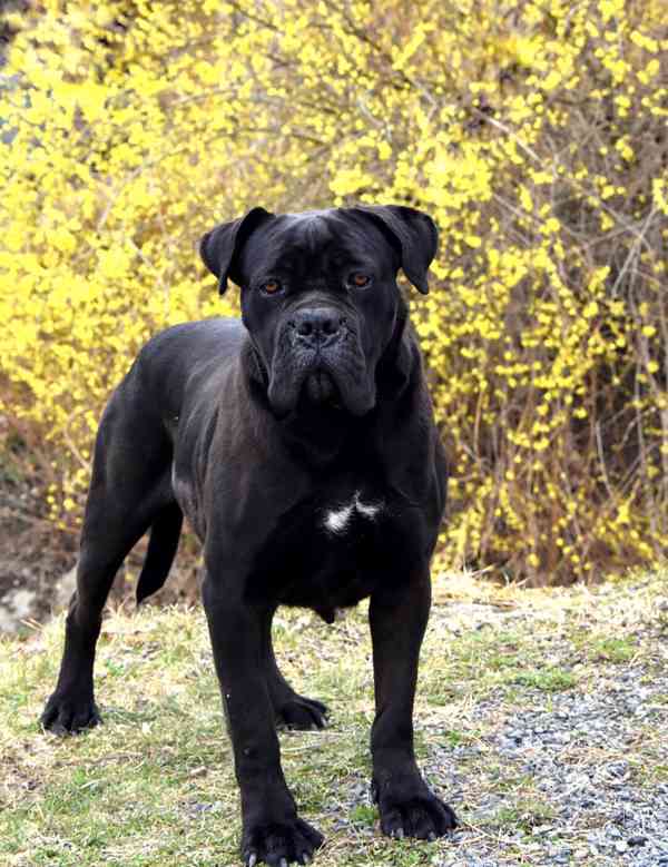 Cane Corso štěňátka s PP FCI - přátelská cena - foto 9