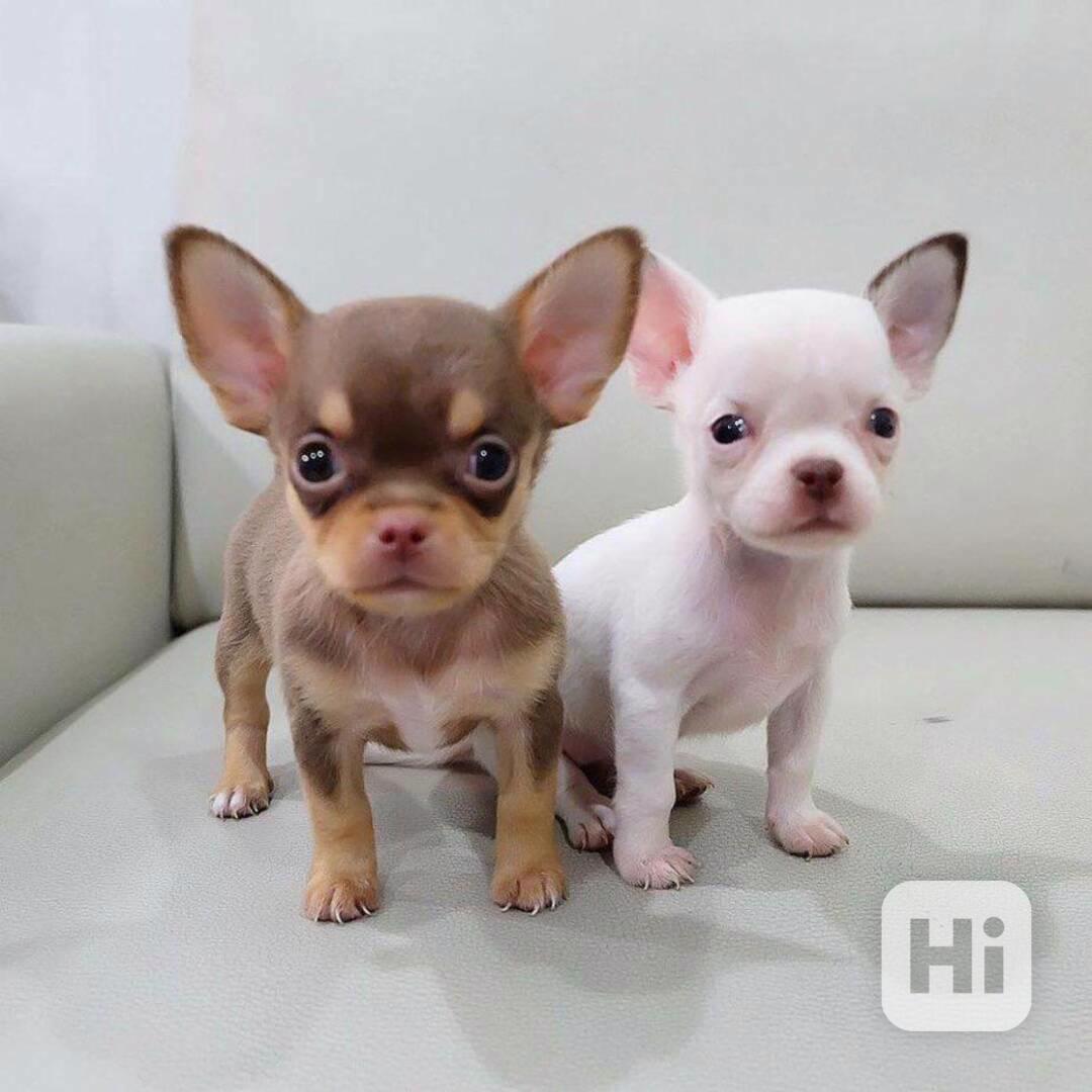 Čivava na prodej bez PP - foto 1