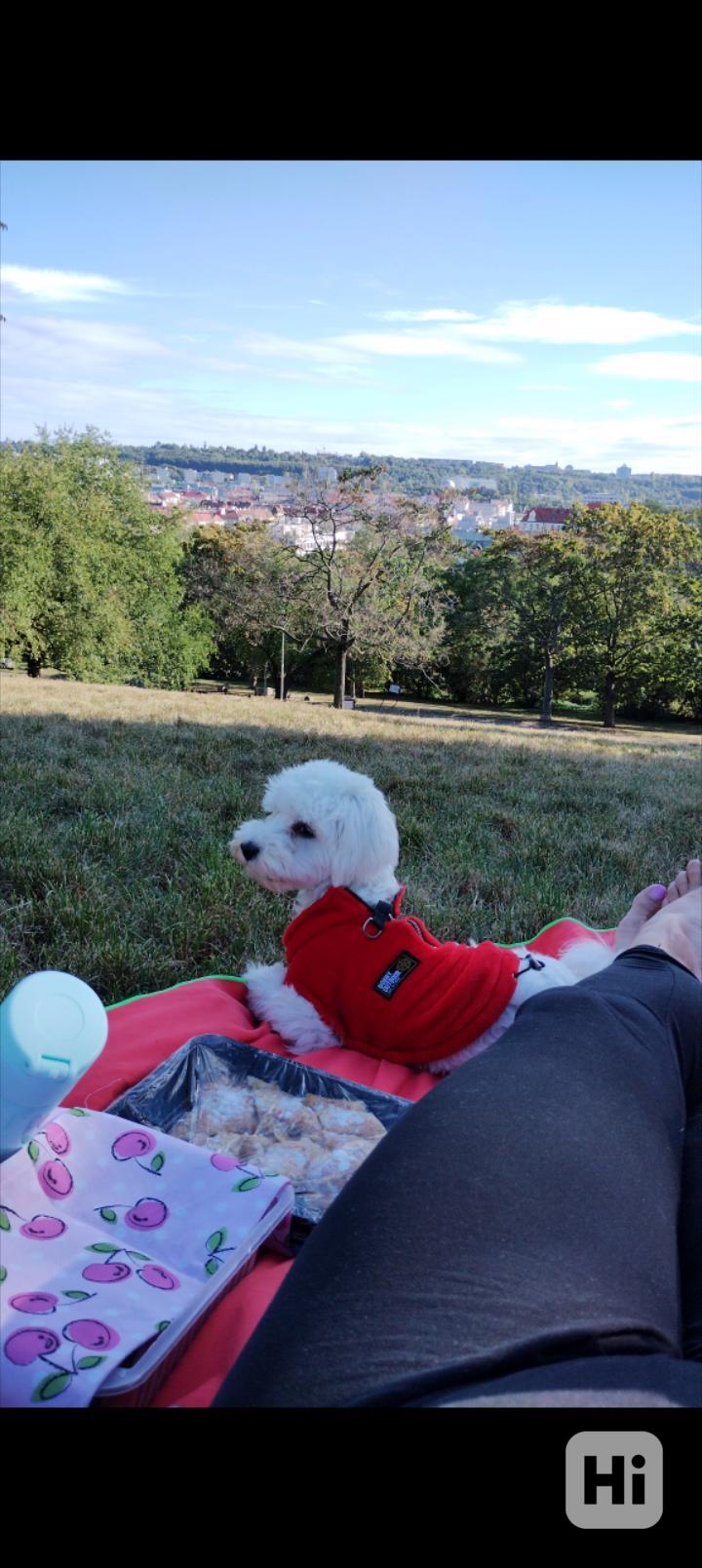 Fenka Maltipoo  - foto 1