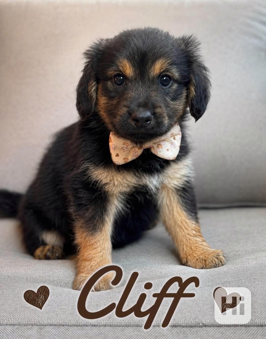 CLAY a CLIFF - štěňátka  - foto 1