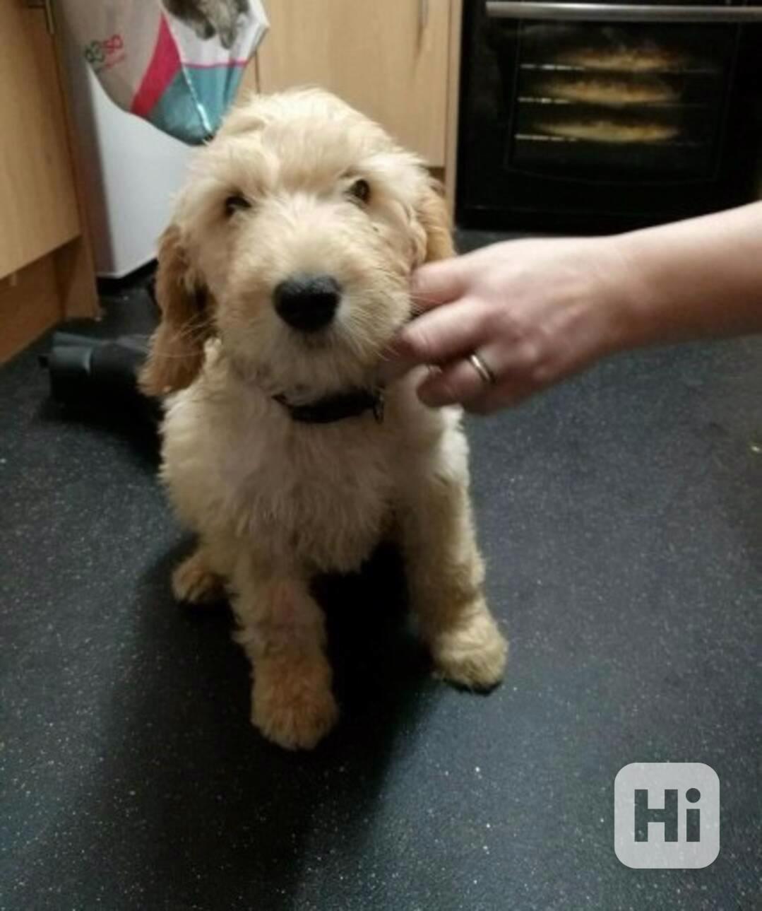 Mutanga Andrew Munjimba, pes a fena Goldendoodle. - foto 1