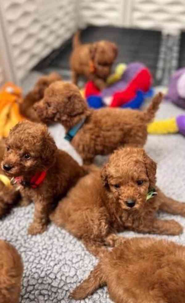 Štěňata červeného miniaturního pudla - foto 1