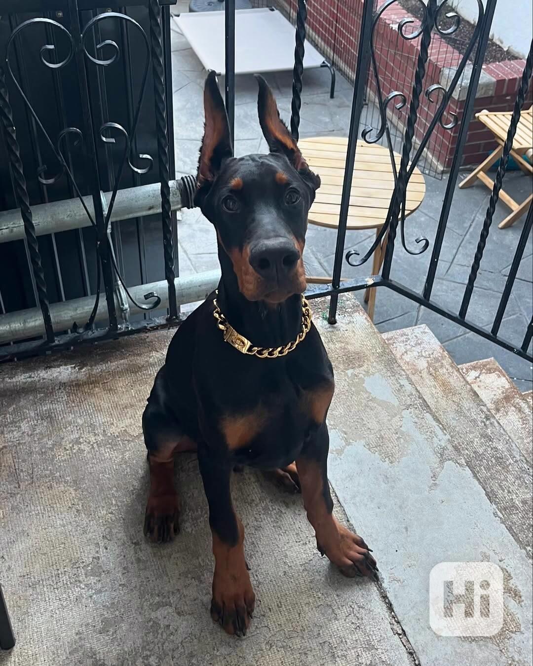 Štěně dobermana k ochraně. - foto 1