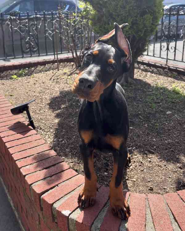 Štěně dobermana k ochraně. - foto 2