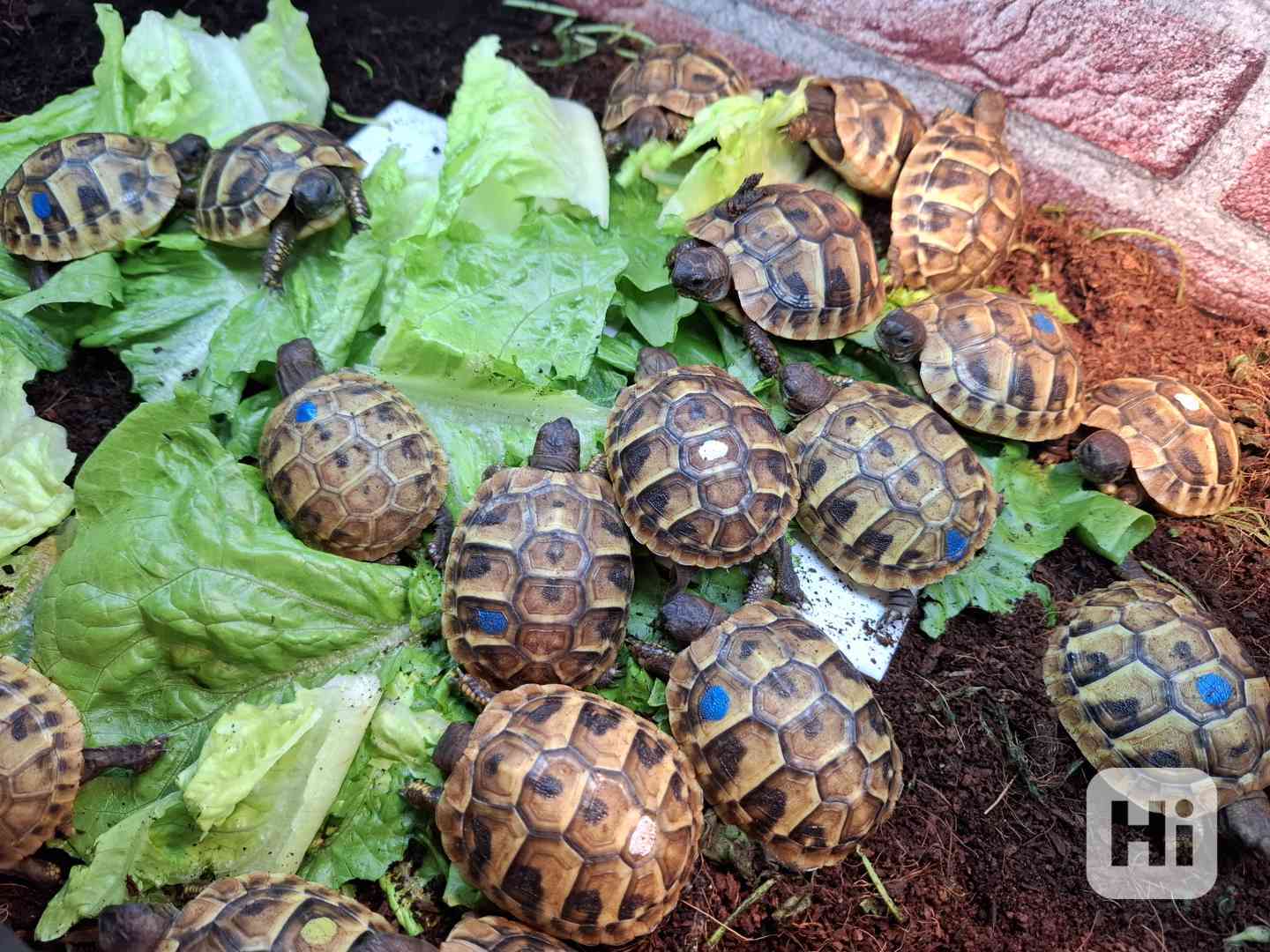 Suchozemská želva vroubená, zelenavá a stepní - foto 1