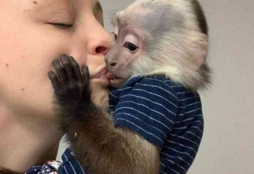 Prodám nádherné mláďata kapucínských opic