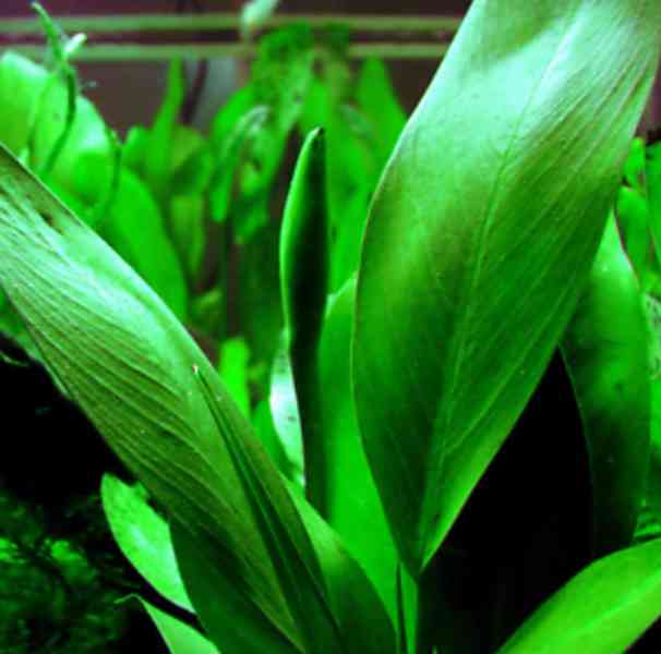 Akvarijní rostliny levně - Anubias hastifolia