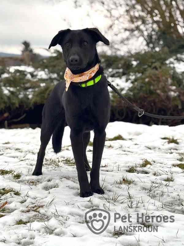 Laun ❤ veselý hafánek ❤ - foto 5