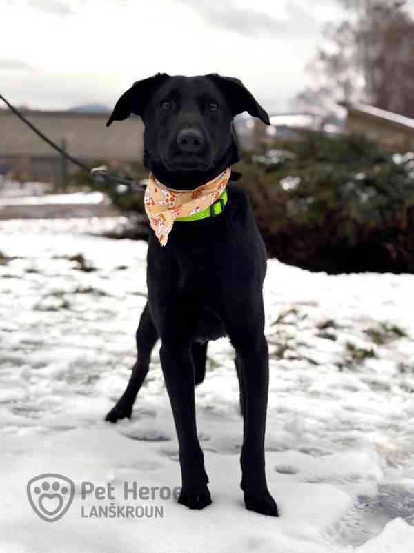 Laun ❤ veselý hafánek ❤ - foto 4