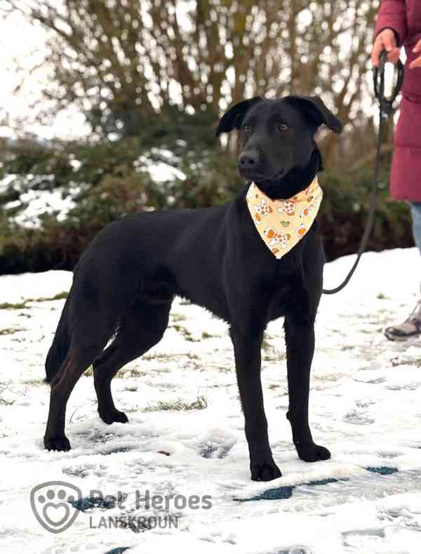 Laun ❤ veselý hafánek ❤ - foto 2