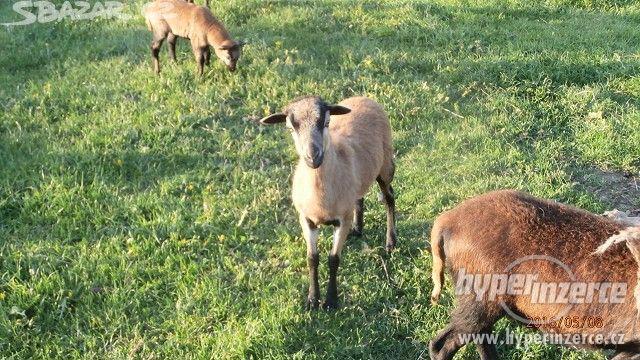 Kamerunská ovce - foto 1
