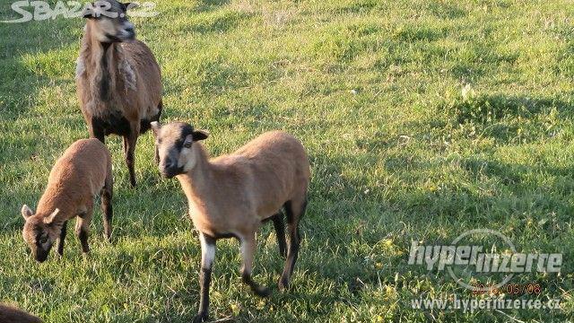 Kamerunská ovce - foto 2