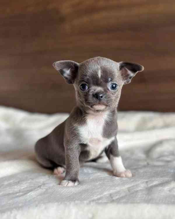 Štěňata čivavy Pp - foto 1