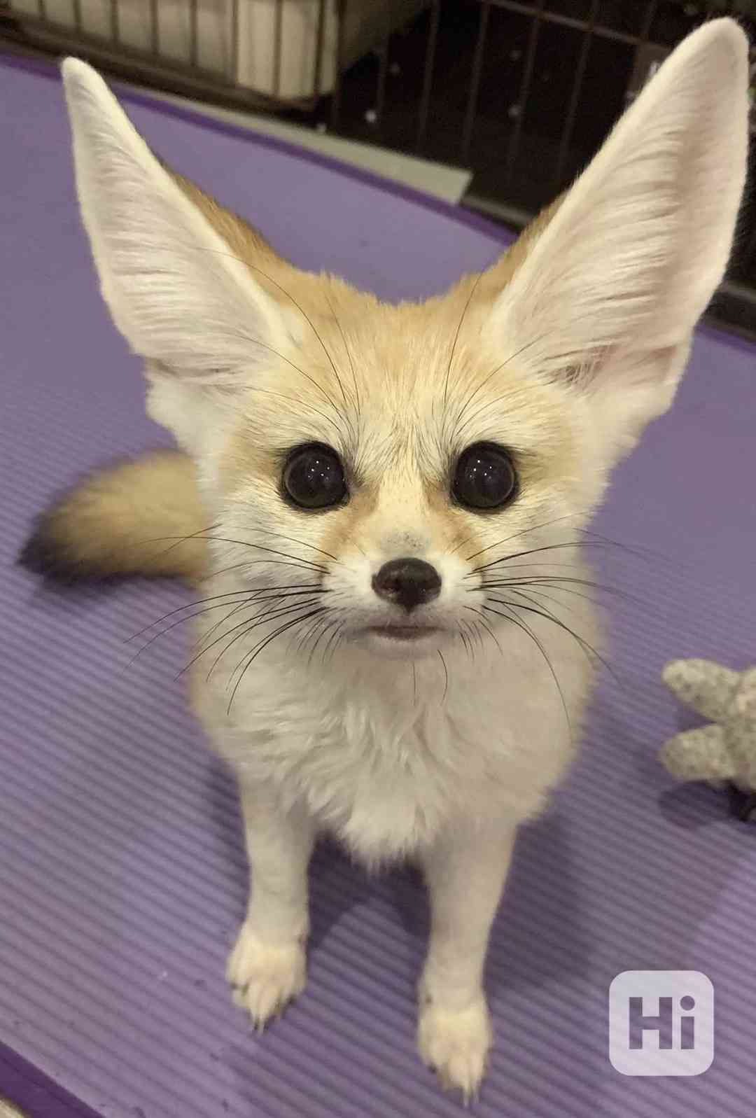 Špičková fennec liška zdarma k adopci zdarma - foto 1