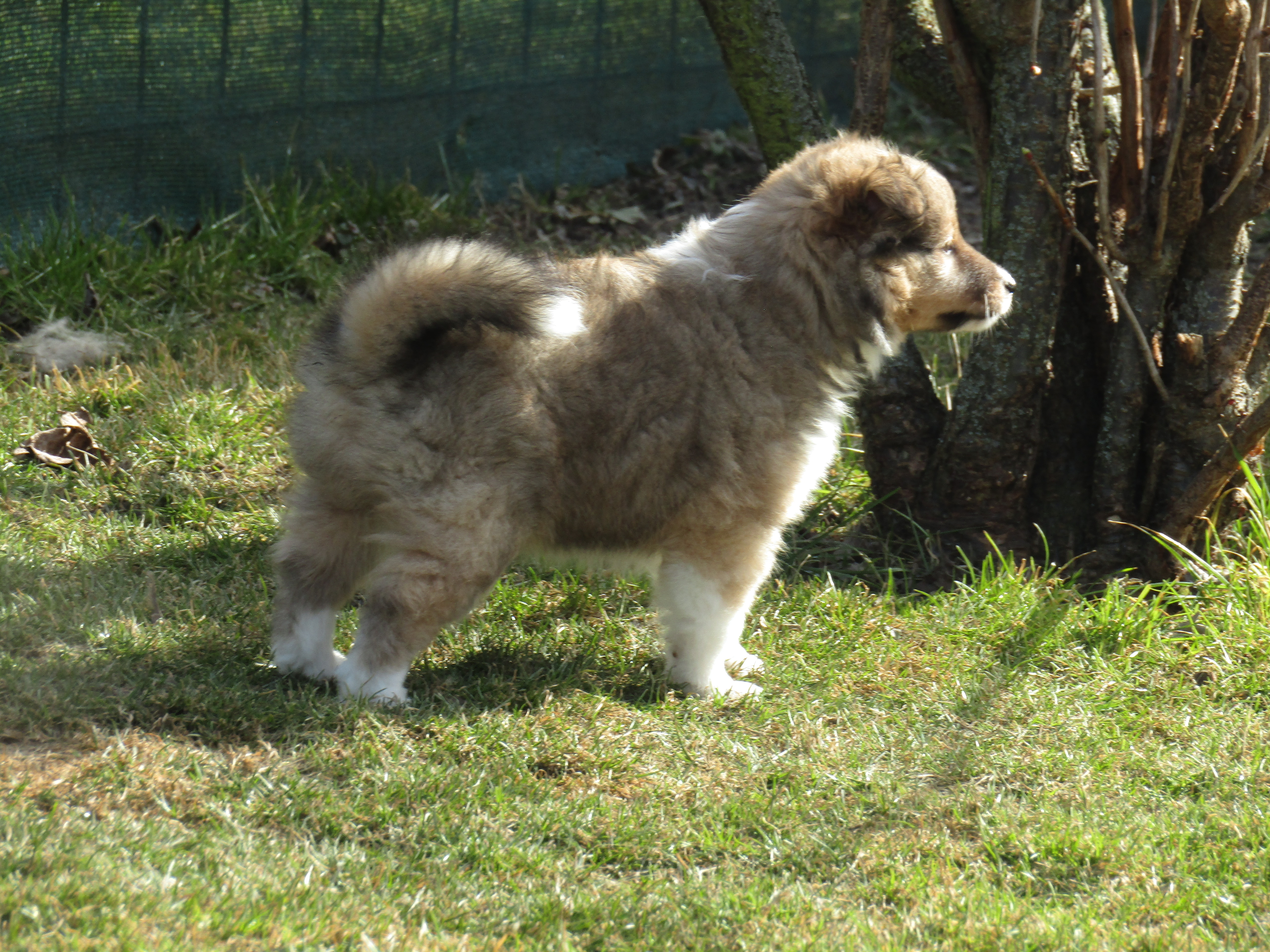 Sheltie/šeltie s PP - foto 4