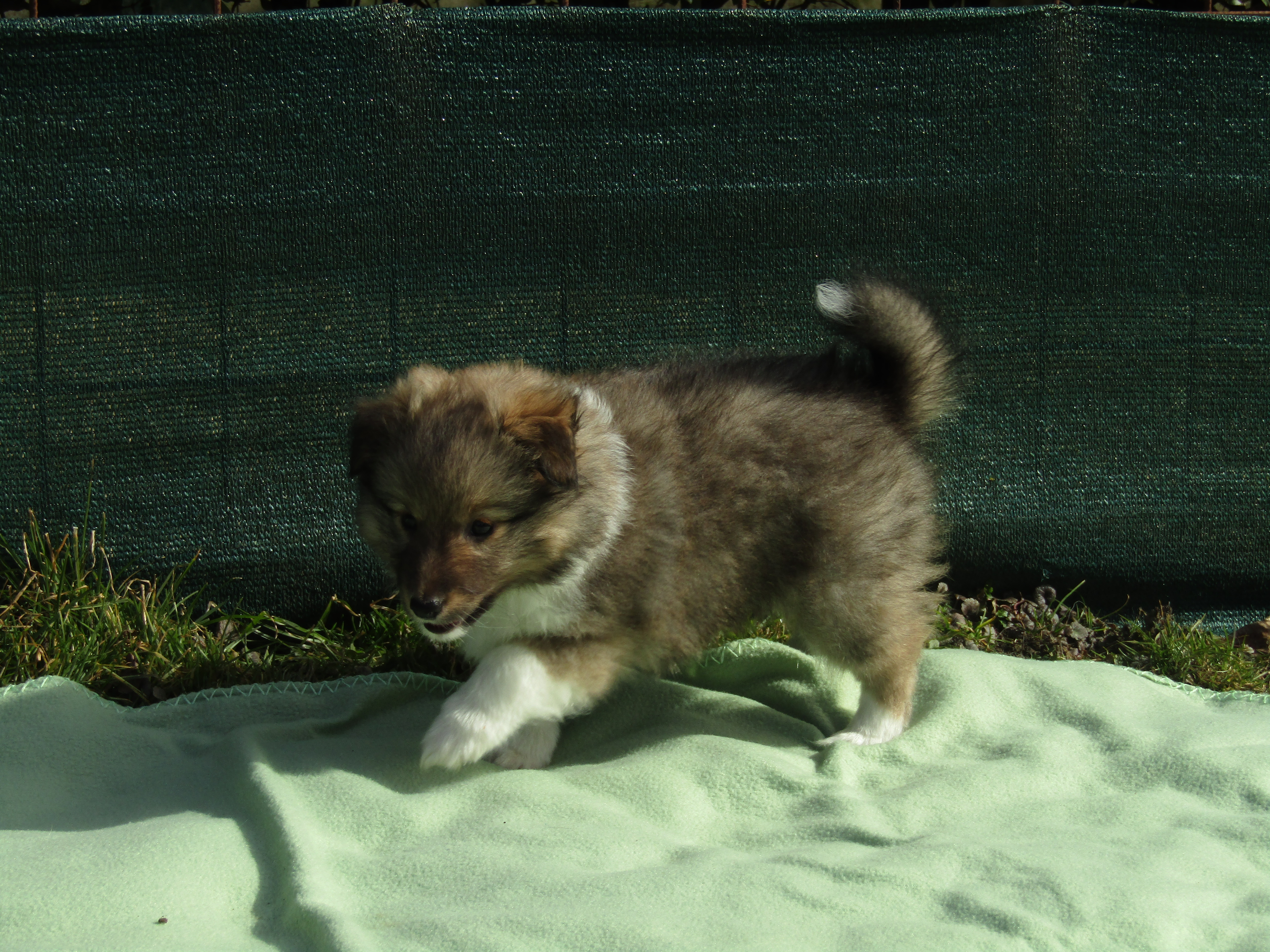 Sheltie/šeltie s PP - foto 8