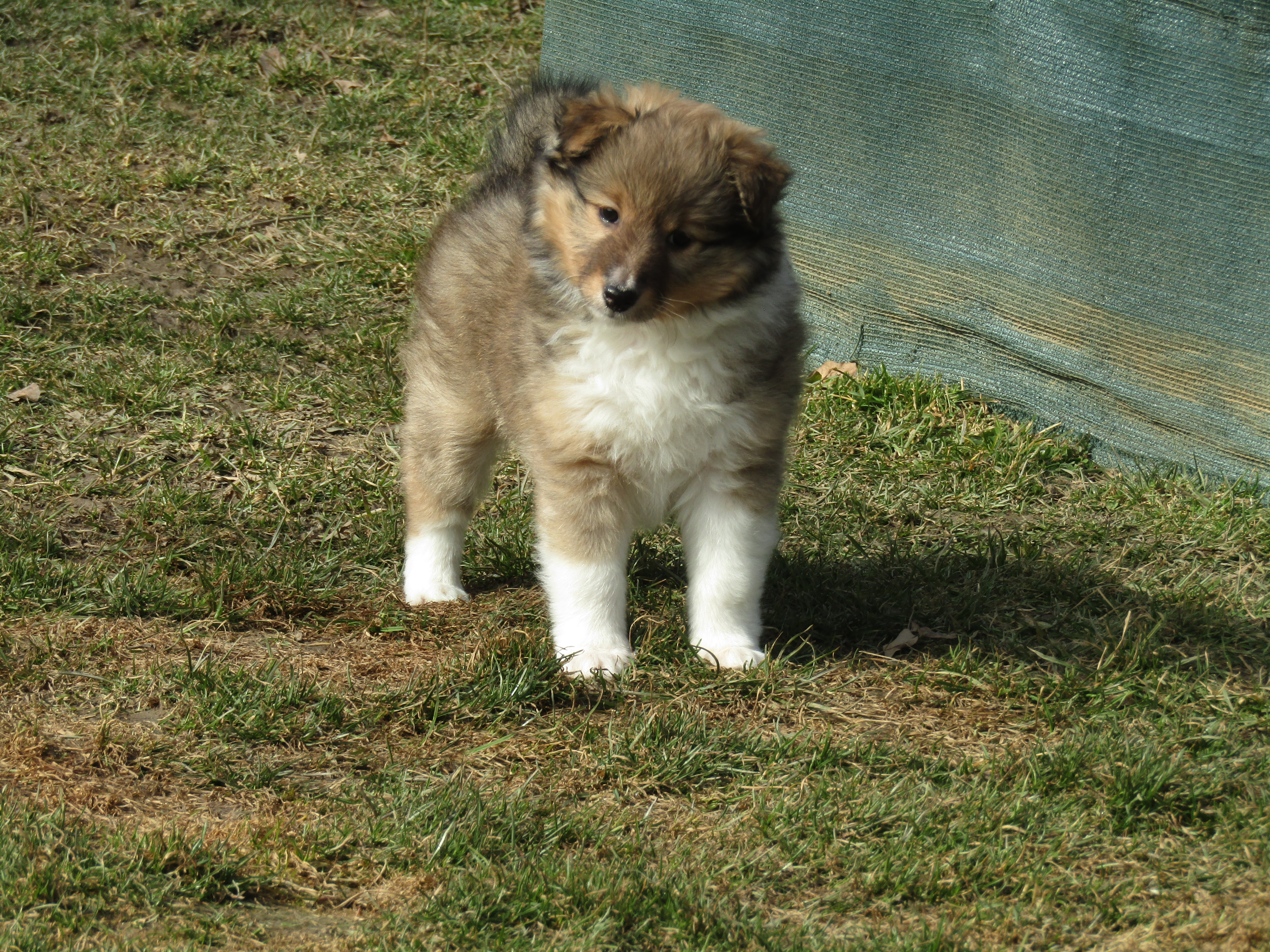 Sheltie/šeltie s PP - foto 2