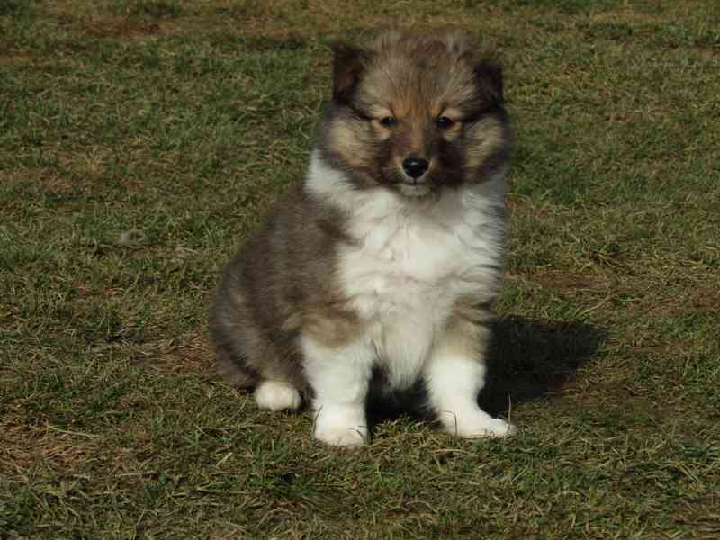 Sheltie/šeltie s PP - foto 5