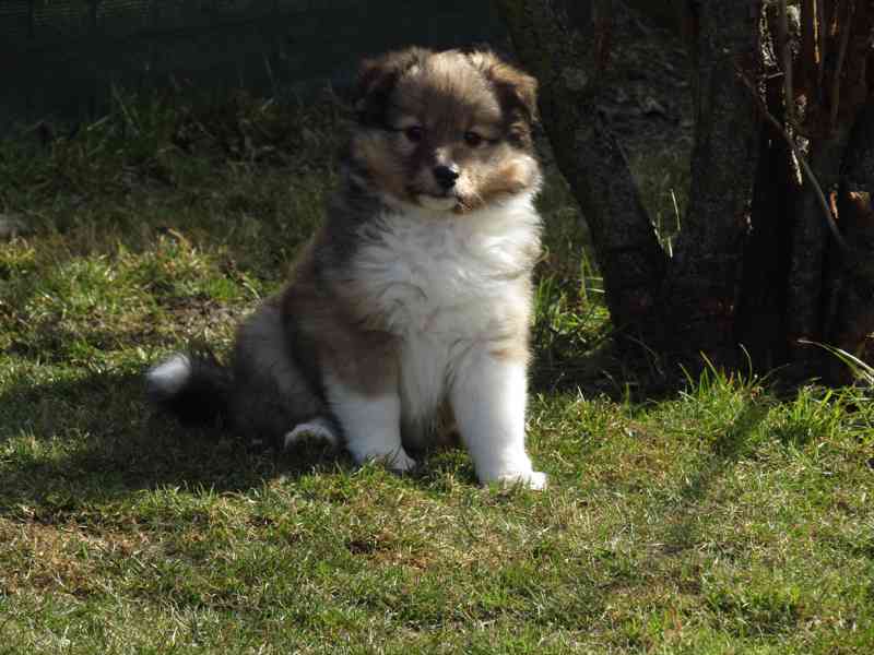 Sheltie/šeltie s PP - foto 1