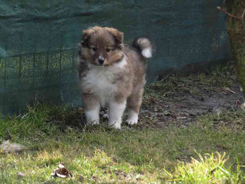 Sheltie/šeltie s PP - foto 3