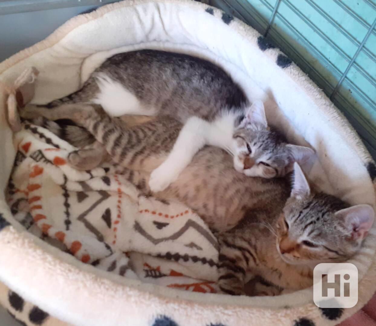 Mazliví, hraví, čilí 3,5měsíční kocourkové  - foto 1