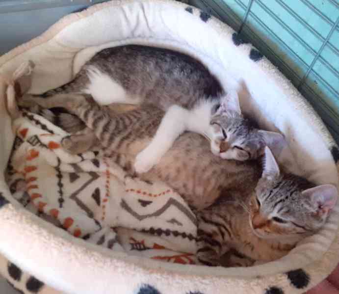 Mazliví, hraví, čilí 3,5měsíční kocourkové  - foto 1