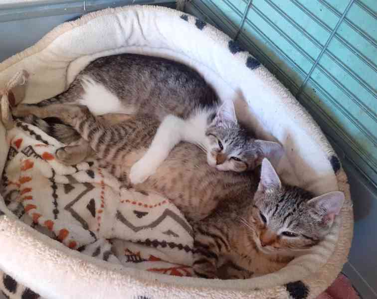 Mazliví, hraví, čilí 3,5měsíční kocourkové  - foto 3