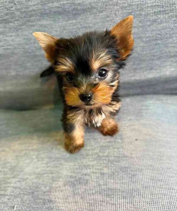 štěně yorkshirského teriera - foto 2