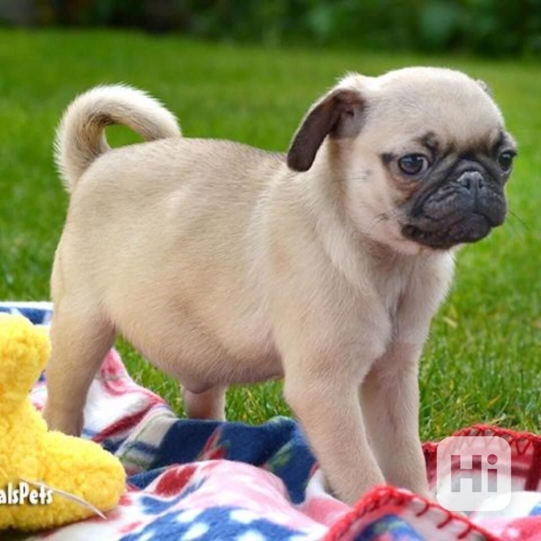 Štěňata mopsů s rodokmenem VDH/FCI - foto 1