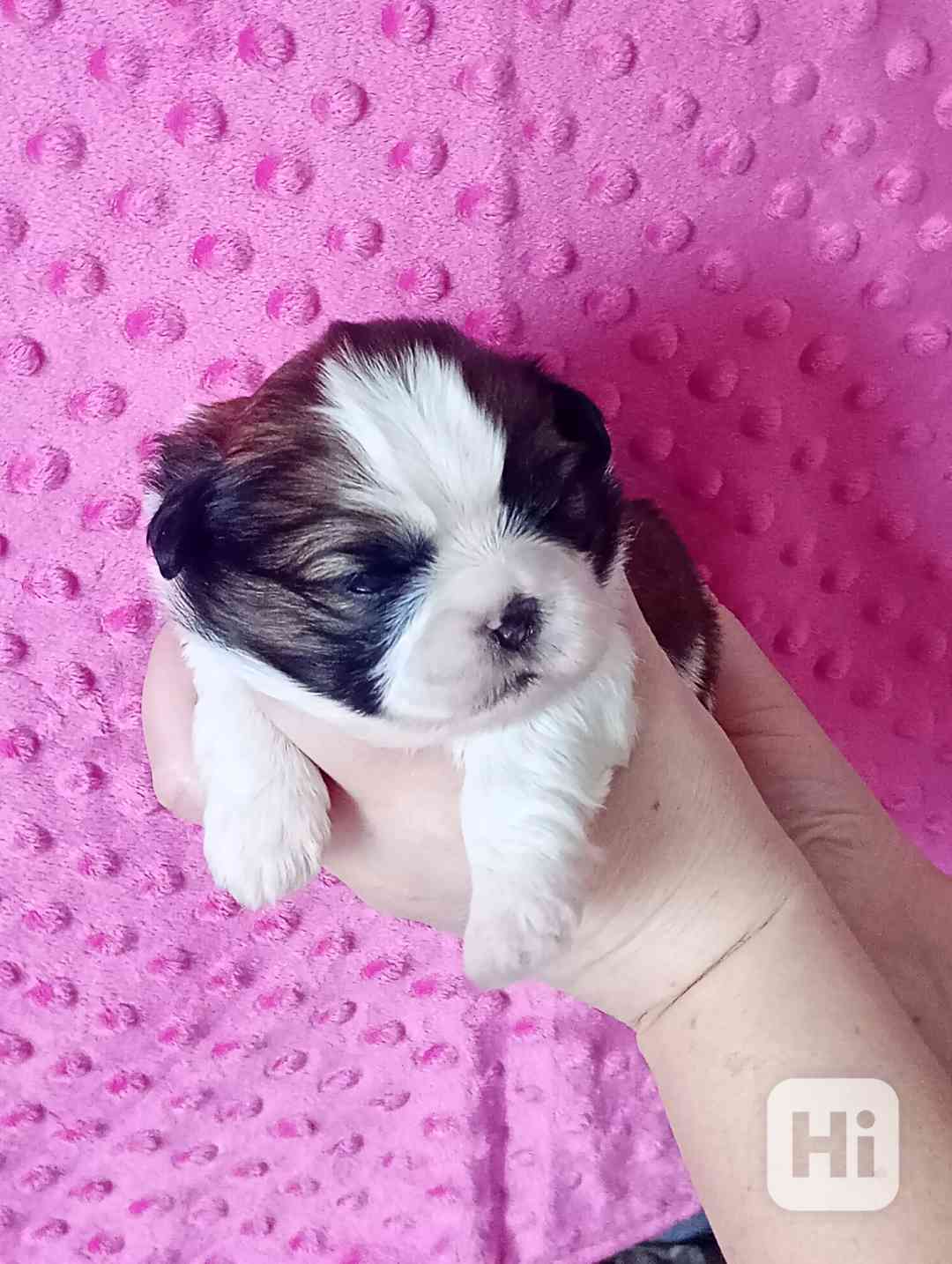štěně Shih-tzu - foto 1