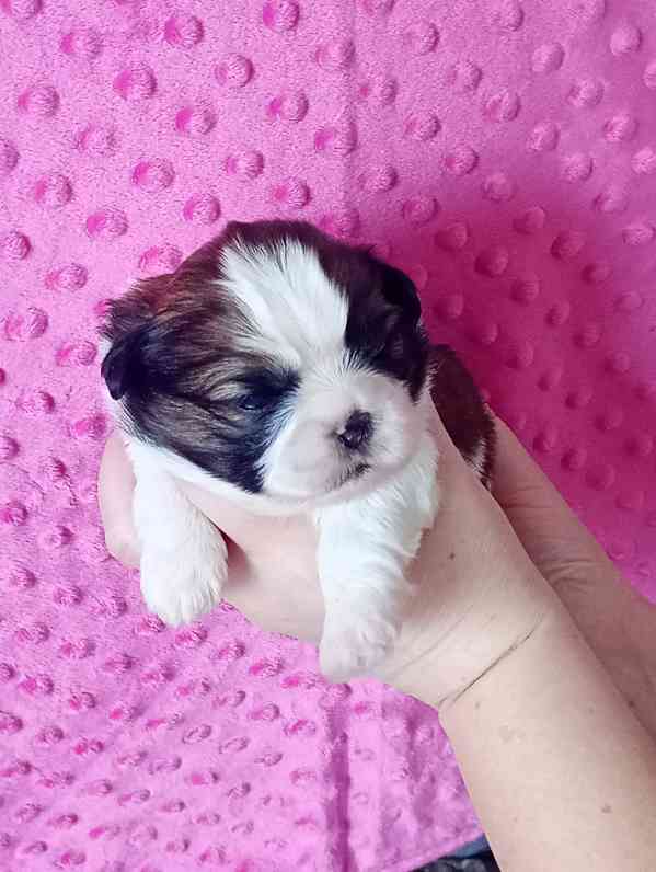 štěně Shih-tzu - foto 1