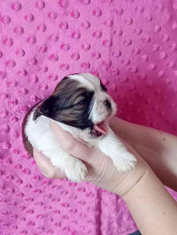 štěně Shih-tzu - foto 2
