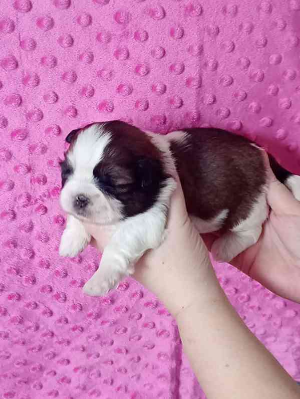 štěně Shih-tzu - foto 3