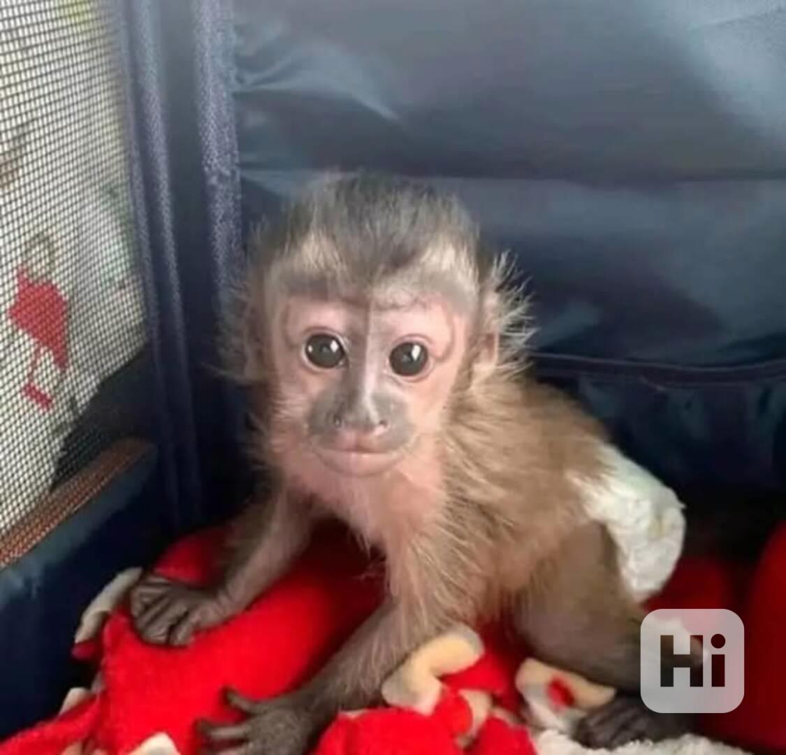 Malá kapucínská opice - foto 1
