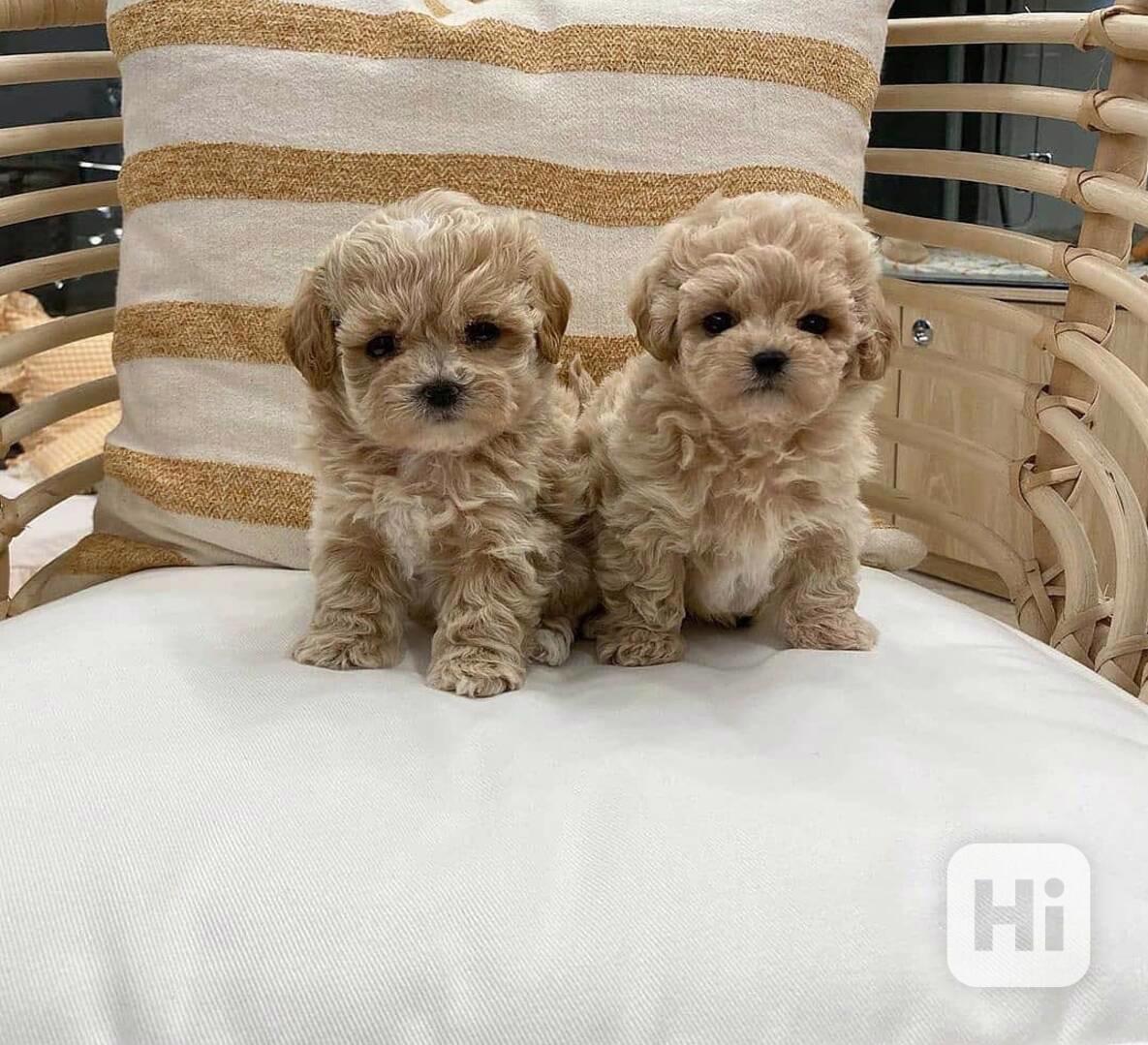 Štěňata Teacup Maltipoo - foto 1