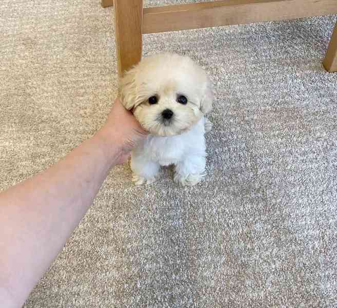 Štěňata Teacup Maltipoo - foto 3