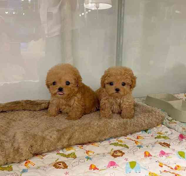 Štěňata Teacup Maltipoo - foto 2
