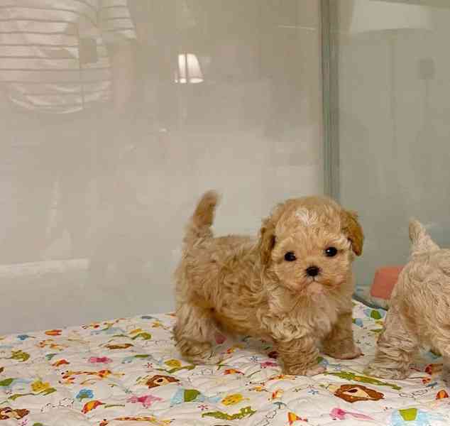Štěňata Teacup Maltipoo - foto 4