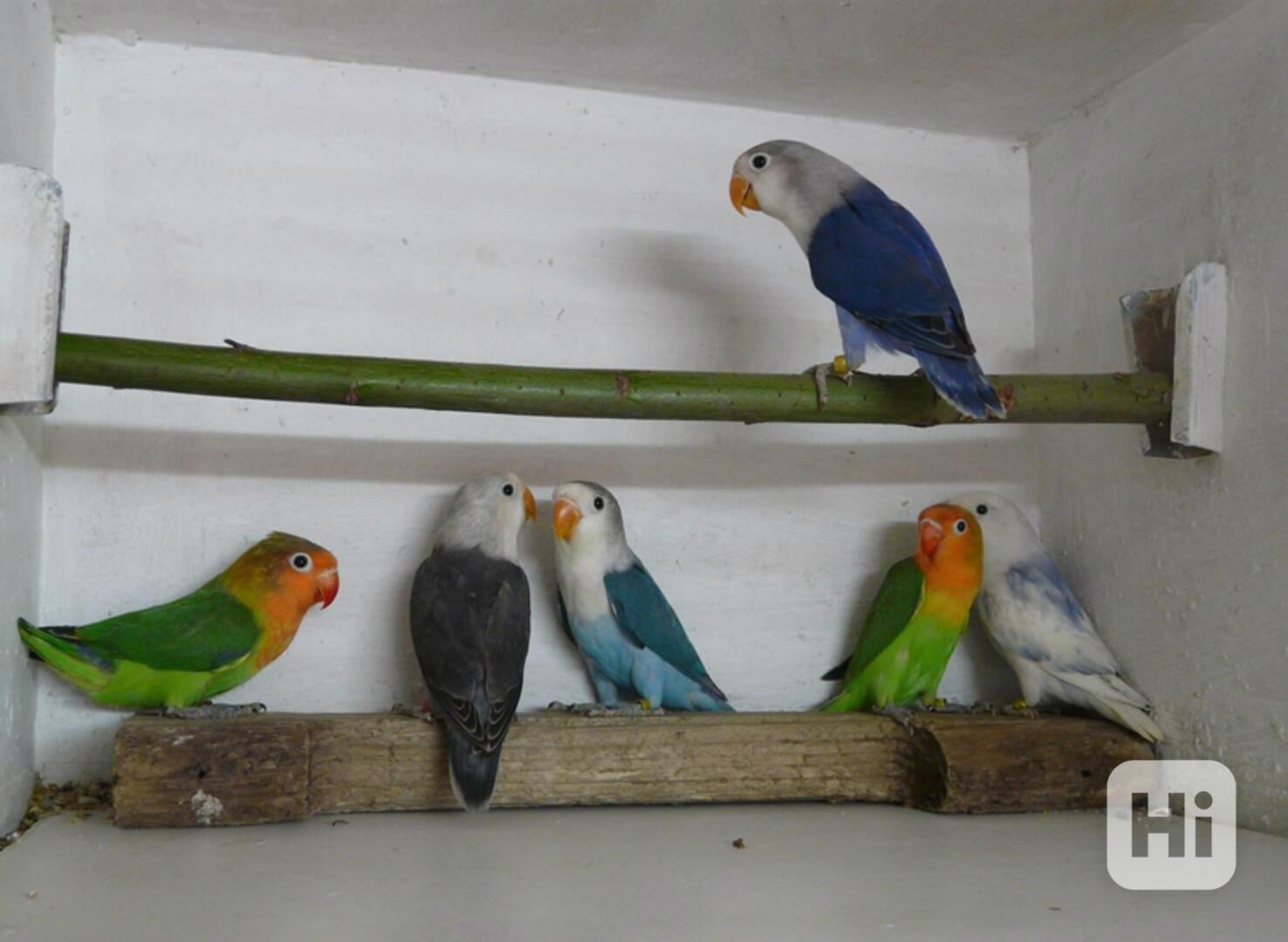 Agapornis fischeri - foto 1