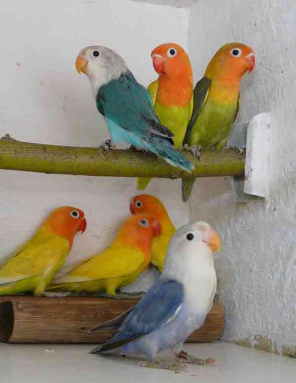 Agapornis fischeri - foto 4