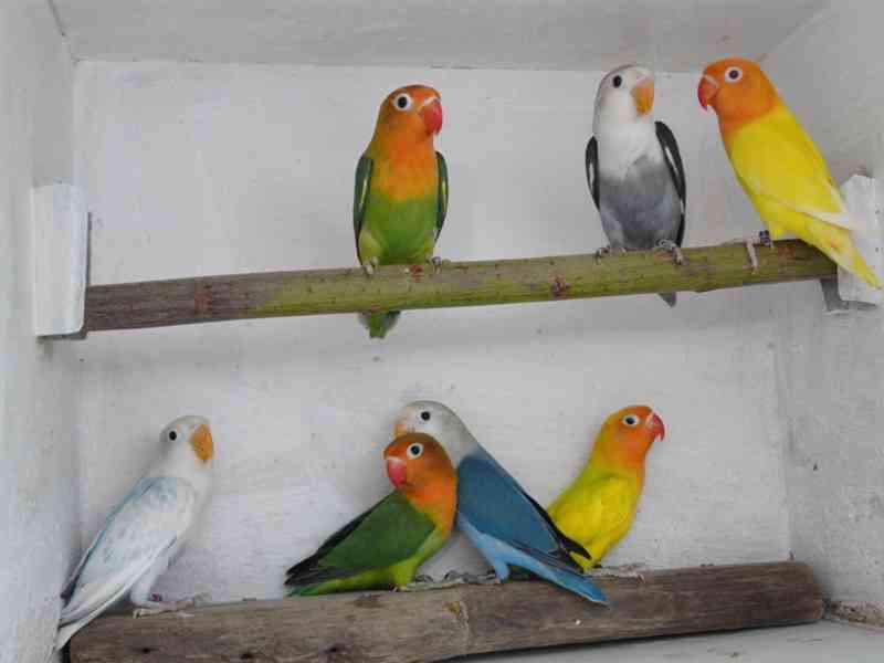Agapornis fischeri - foto 9