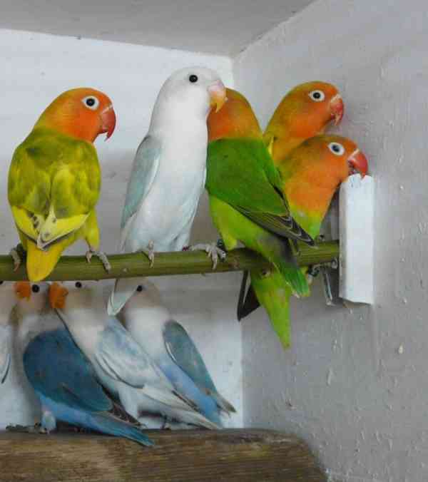 Agapornis fischeri - foto 7