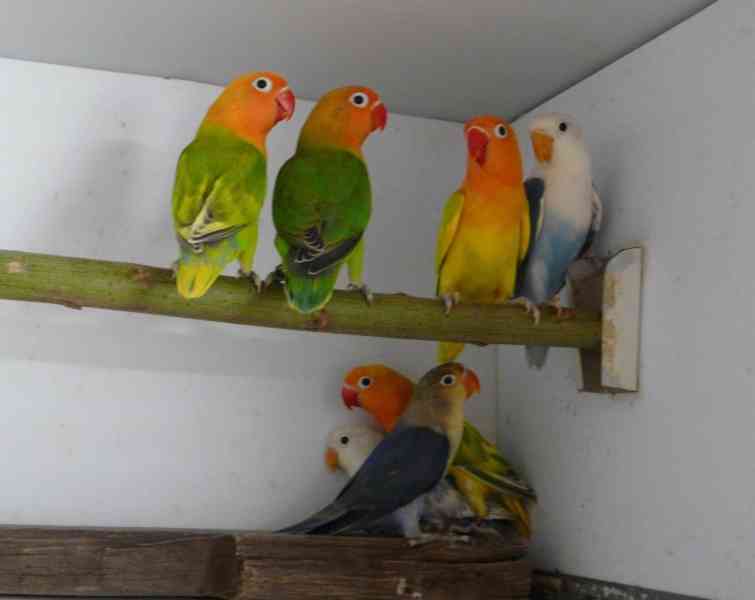 Agapornis fischeri - foto 10