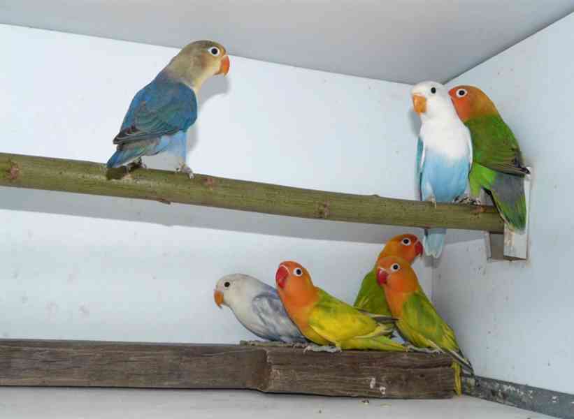 Agapornis fischeri - foto 8