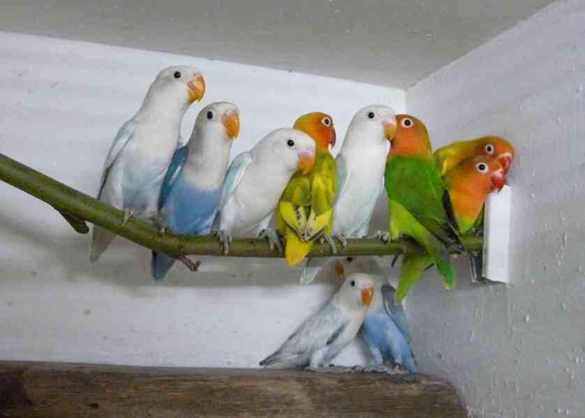 Agapornis fischeri - foto 6